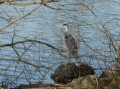 Héron cendré au Lac de Saint Pryvé