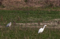 Héron cendré et grande aigrette Zone humide de la Sévenne