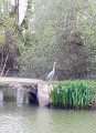 Héron sur le canal de jonction de Nancy