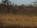 Hethern in the marshes