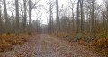 En forêt de Saint-Germain-en-Laye