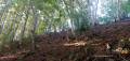 Beech forest