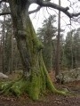 Hêtre à la côte 108