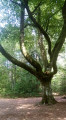 Imposing beech tree