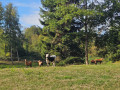 Vache vosgienne et ch&egrave;vres