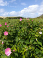 Hibiscus des marais