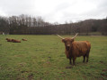 Highland cattle