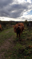 Highland Cow close to Cabtree Hill