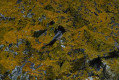 Hirondelle de rochers sur les orgues basaltiques Hirondelle de rochers sur les orgues basaltiques