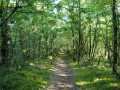 Sentier ombragé