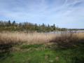 Hohe Gräser am Ufer des Stausees