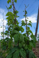 Hopfenpflanze
