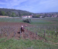 Horses near Chambole