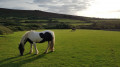 Horses next to Trevessa Farm