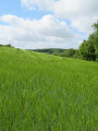 Houle verte