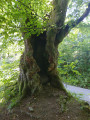 Hüllbuche Hüllbuche