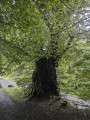 Hüllbuche