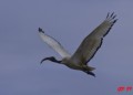 Ibis sacré