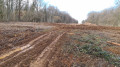 Ici la forêt.
