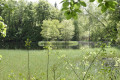 Ile arbor&eacute;e sur un &eacute;tang