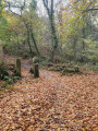 Illogan Woods