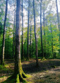 Découvrir la sylviculture en Forêt du Cranou Découvrir la sylviculture en Forêt du Cranou