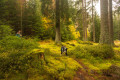 Im Grenzwald bei Johanngeorgenstadt