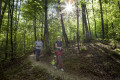 Im hochgehwachsenen Wald