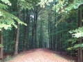 Im Sehestedter Wald