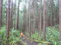 Immense forêt