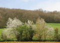Impression de printemps