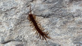 Insecte cavernicole troglox&egrave;nes (&eacute;trangers aux grottes)