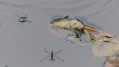 Gerris : Insectes du marais