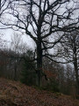 Interessanter Baum am Wegrand Interessanter Baum am Wegrand