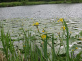 Iris et Nénuphars jaunes