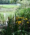 iris sauvage en bordure d'étang