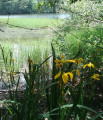 iris sauvage en bordure d'étang iris sauvage en bordure d'étang