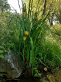 Iris sauvage Iris sauvage
