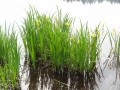 Iris sauvages près de l'étang de Briou Iris sauvages près de l'étang de Briou