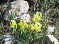 iris sauvages