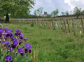 Iris, vigne ... Iris, vigne ...