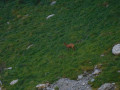 Isard Isard