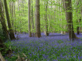 Jacinthe des bois