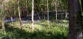 Jacinthes des bois