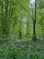 Jacinthes Forêt de Montceaux