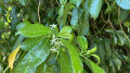 Jasmin sur le bord du chemin