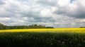 Jaune colza