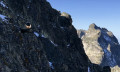 Jeune bouquetin au Col de la Marmottane