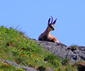 Jeune chamois