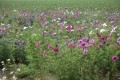 Joli parterre de fleurs sauvages